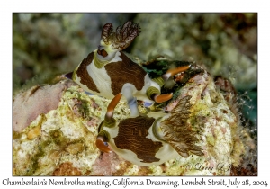 Chamberlain's Nembrothas mating