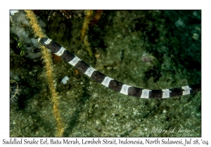 Saddled Snake Eel