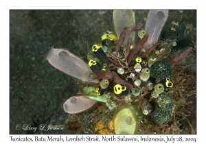 Tunicates
