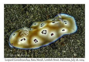 Leopard Goniobranchus