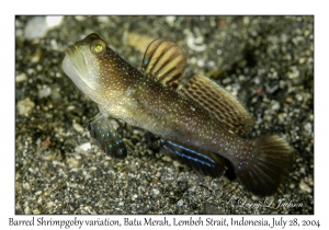 Barred Shrimpgoby variation