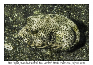 Star Puffer juvenile