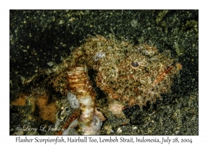 Flasher Scorpionfish