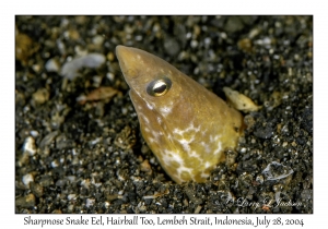Sharpsnout Snake Eel
