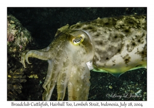 Broadclub Cuttlefish