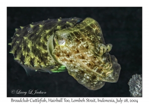 Broadclub Cuttlefish