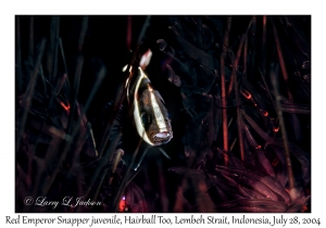 Red Emperor Snapper juvenile