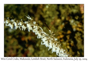 Wire Coral Crabs