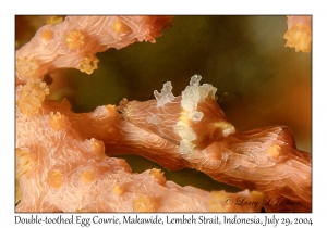 Double-toothed Egg Cowrie