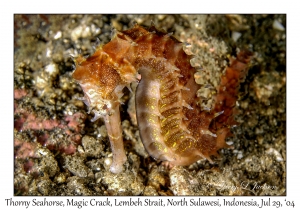 Thorny Seahorse