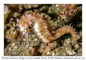 Thorny Seahorse