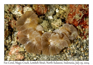Fox Coral