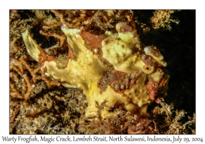 Warty Frogfish