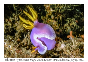 Robe Hem Hypselodoris