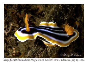 Magnificent Chromodoris