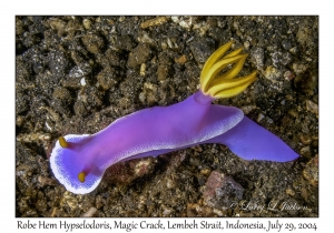 Robe Hem Hypselodoris