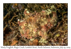 Warty Frogfish
