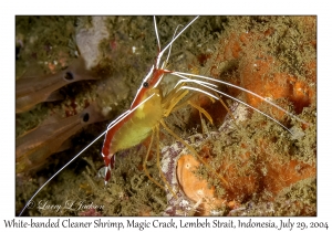 White-banded Cleaner Shrimp with eggs