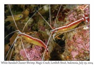 White-banded Cleaner Shrimp with eggs