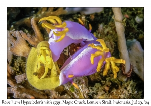 Robe Hem Hypselodoris with eggs