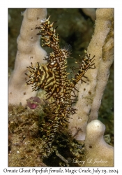 Ornate Ghost Pipefish female