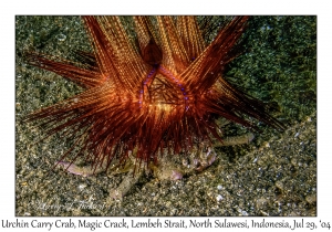 Urchin Carry Crab