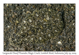 Largescale Dwarf Flounder