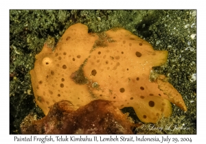 Painted Frogfish