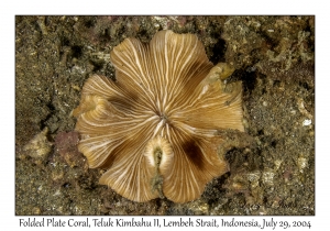 Folded Plate Coral