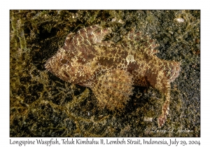 Longspine Waspfish