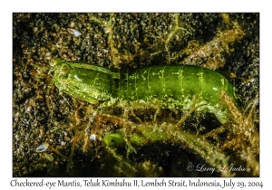 Checkered-eye Mantis