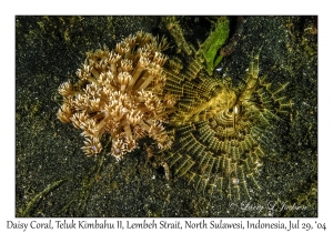 Daisy Coral & Indian Feather Duster Worm