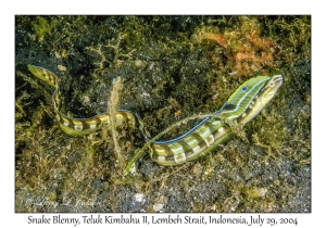 Snake Blenny