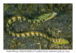 Snake Blenny