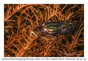 Undescribed Snapping Shrimp