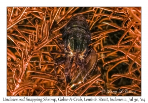 Undescribed Snapping Shrimp