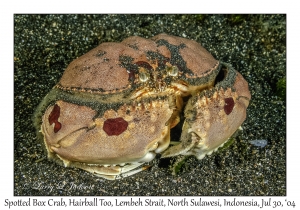 Spotted Box Crab
