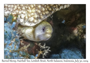 Barred Moray