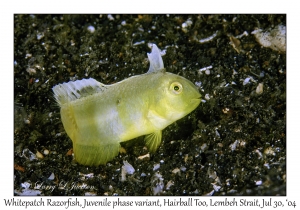 Whitepatch Razorfish