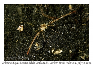 Unknown Squat Lobster