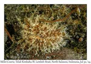 Millet Cowrie
