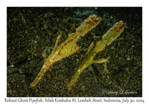Robust Ghost Pipefish pair
