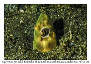 Bigeye Conger