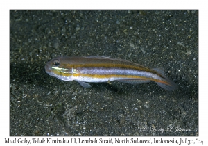 Mud Goby