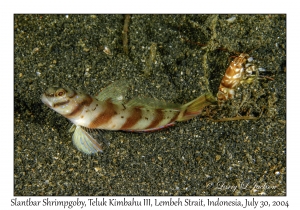 Slantbar Shrimpgoby