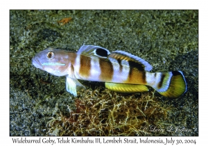 Widebarred Goby