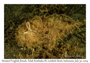 Striated Frogfish female