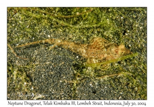 Neptune Dragonet