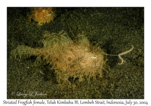 Striated Frogfish female