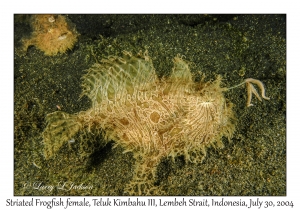 Striated Frogfish female